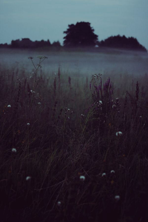 daffodilmornings: nighttime fog -daffodil