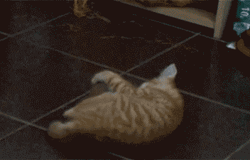 cuteanimalspics:  Cat Vs