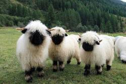 theveganmothership: The crazy looking Valais Blacknose Sheep from Switzerland 