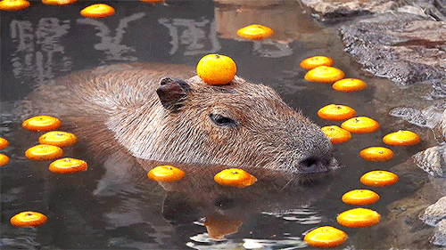 acetheticallynice: A capybara with an orange on its head in the annual capybara open-air bath at the