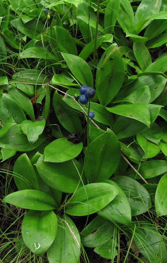 flowerfood:  Part two of the trip to Chequamegon-Nicolet National Forest (part one