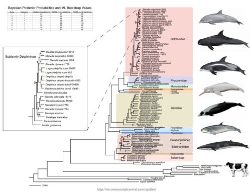 Phylogenomic Resolution of the Cetacean Tree of Life Using Target Sequence Capture
Cetaceans (whales, dolphins, and porpoises) have undergone the most dramatic morphological transformation of all mammals, having originated from a clade of terrestrial...