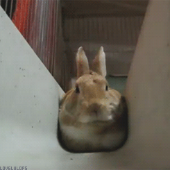 lovelylops:  (*´・ｖ・) 