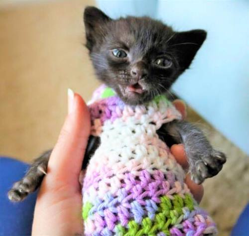 alotteofchar:  nunyabizni:  catsbeaversandducks:  Hand-crocheted sweaters for kittens.  Photos 