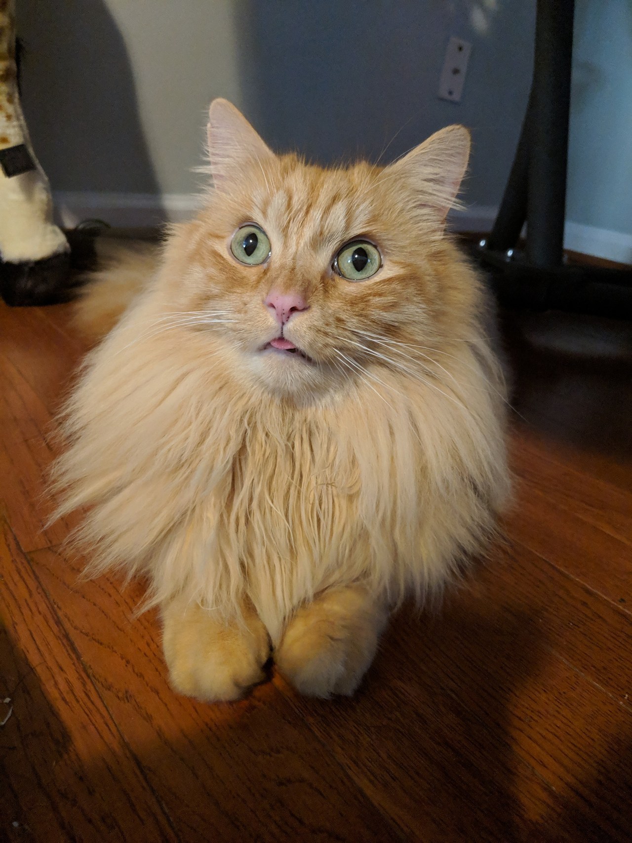 cutecornflakes:  Hypnotized blep