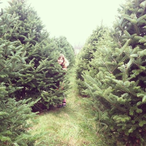 instagram:  Hunting for the Perfect Christmas Tree    Want to see photos and videos of amazing Christmas trees from around the world? Be sure to visit the Parque Lagoa Rodrigo de Freitas, Trafalgar Square, Vilnius,  Hansaplatz and 30 Rockefeller Plaza
