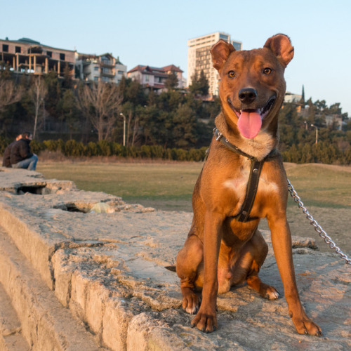 Rex, 1-year-old Red Nose Pitbull, Hippodrome Park • რექსი, 1 წლის, პიტბული, იპოდრომის პარკი