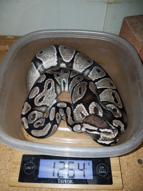 wheremyscalesslither:All the adult ball pythons on weight day. everyone is over 1k!EVEN HELIOS WHICH