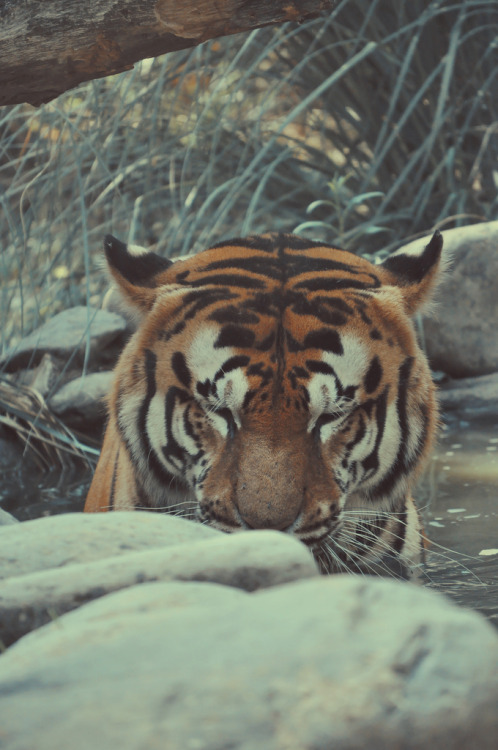 brutalgeneration:  Relax (by Julé.) 