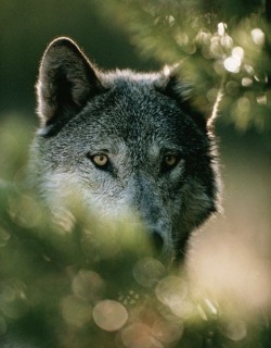 wolveswolves:  Gray wolf (Canis lupus) from the Sawtooth pack in Idaho’s Sawtooth Mountains By Jim and Jamie Dutcher 