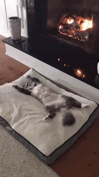 catgifcentral:  By the Fire