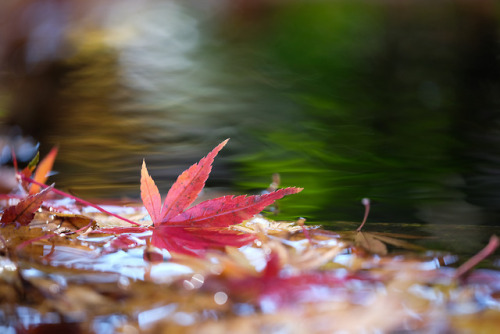 bluenote7: Autumn leaves