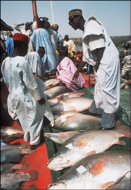 nigerianostalgia:Hundreds of fishermen participating to the annual fishing festival at a river in Ar