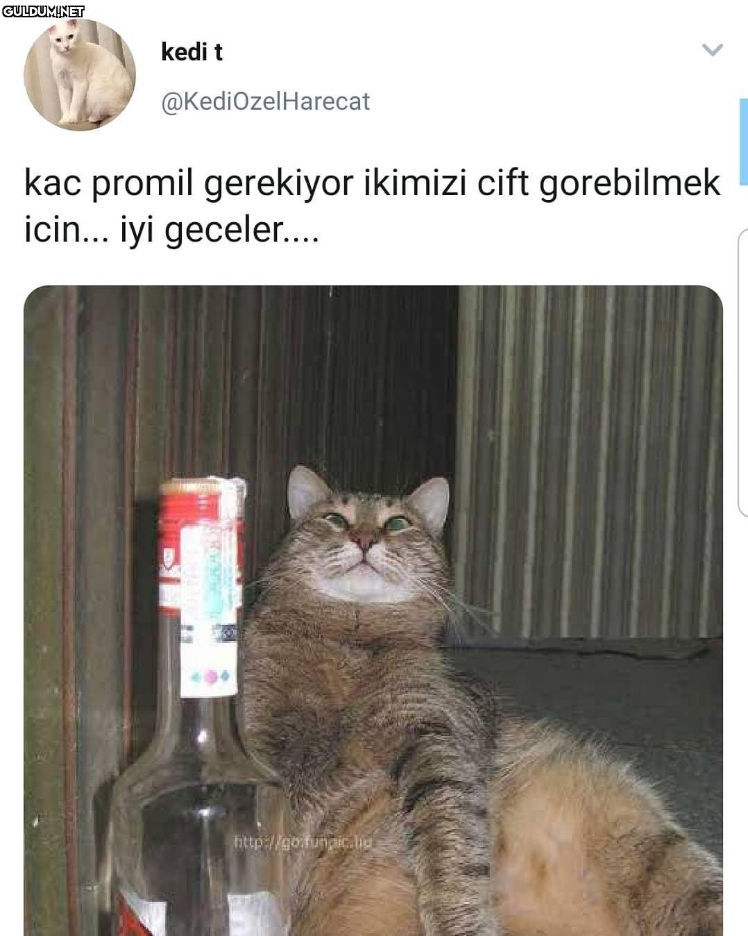 kedi t @KediOzelHarecat...