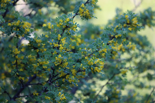 In the garden.