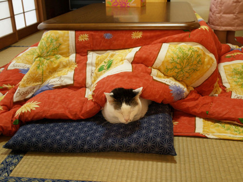 gillianandersonsbf:bloodymami:boredpanda:Never Leave Your Bed Again With This Awesome Japanese Inven