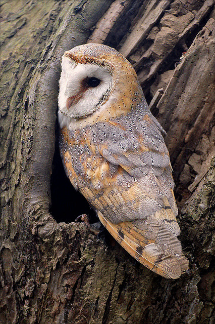 deboracpq:  Barn Owl on the lookout by Foto Martien on Flickr. 