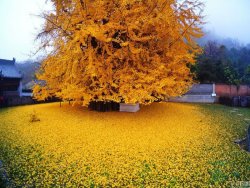 nprfreshair:  A 1,400 year old Gingko biloba tree at the Gu Guanyin Buddhist Temple in the Zhongnan Mountains of China is seen shedding its golden leaves this past Autumn, bathing the temple garden in a sea of golden yellow. via Twisted Swifter  