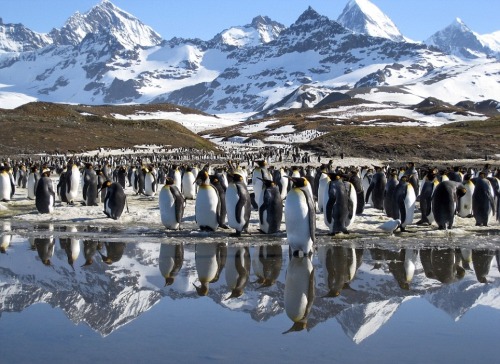 wolverxne:  Frozen Planet It has already captivated millions, taking viewers on a spectacular polar expedition to the frozen wildernesses of the Arctic and the Antarctic. And now the makers of the landmark BBC series Frozen Planet, bringing the natural