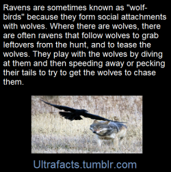 ultrafacts:    One of the most fascinating relationships between animals is the one that seems to exist between wolves and ravens.  The raven, scavenger of food of all types, will often follow wolf packs in hopes of morsels of food.  And wolves have