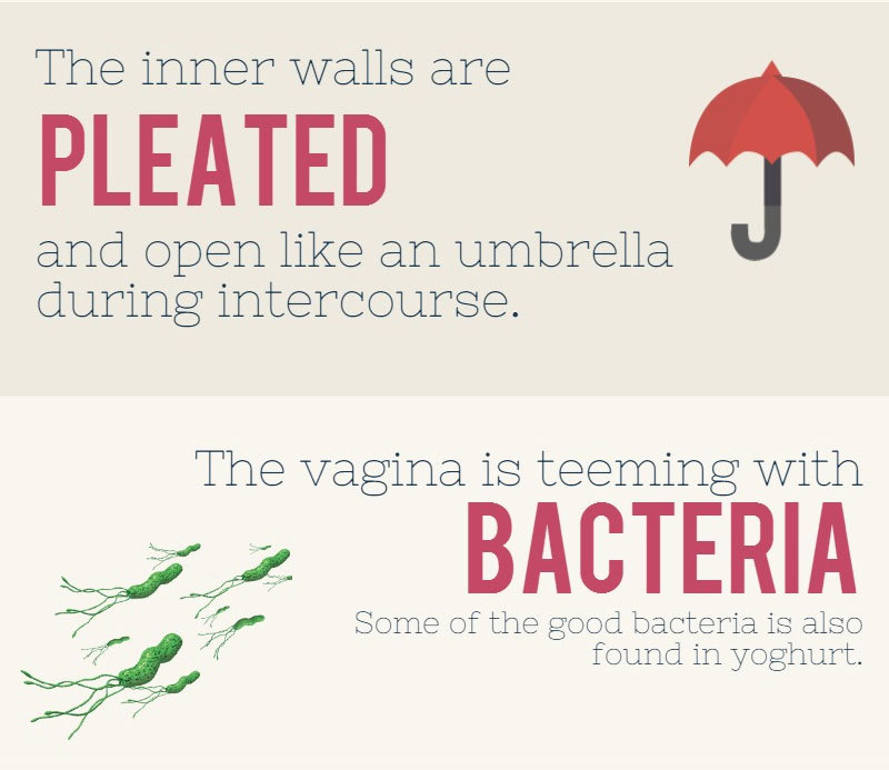 mondodinerd:  L’utile infografica del giorno: 10 cose che non sapevamo sulla vagina.