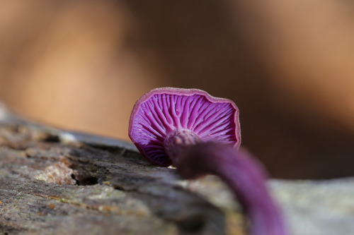 steepravine: Amethyst Deceiver Gorgeousness (Sonoma Coast, California - 1/2016)