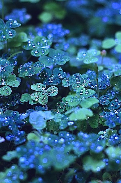 outdoormagic:  lionhearted-pixie: fairy—blood: ✧ 