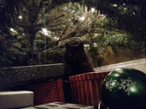 Oh man, I just found these pics of Nimitz under the Christmas tree and they are Maximum Cute.Bonus: 