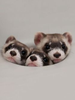 my ferret babies &lt;3