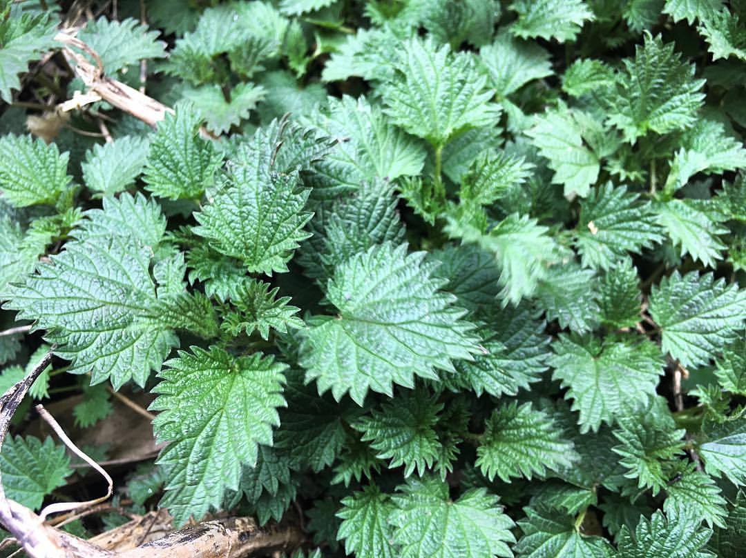 Stinging Nettles (Urtica dioica) love a wet spring! These ones in our backyard are destined for pesto, tea, and fermented plant fertilizer. How do you use yours? Native to most continents, including this one, nettles are anywhere with enough soil...