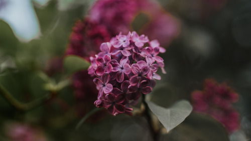 26.04.2022So apparently there’s a lilac tree in our garden that I haven’t noticed until it blossomed