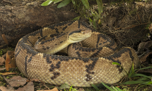 Todays Snake Is:The Central American Bushmaster (Lachesis stenophrys) is a highly venomous snake nat