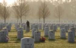 militaryarmament:  A bald eagle perched on a gravestone at Fort Snelling, MN. 