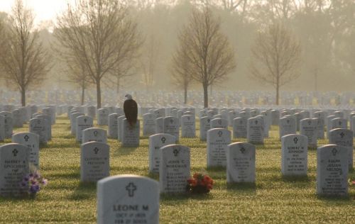 militaryarmament - A bald eagle perched on a gravestone at Fort...