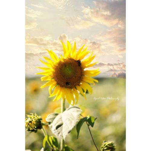 #aprileileenphotography #vaphotographer #virginiaphotographer #sunflower #nature #naturelover #natur