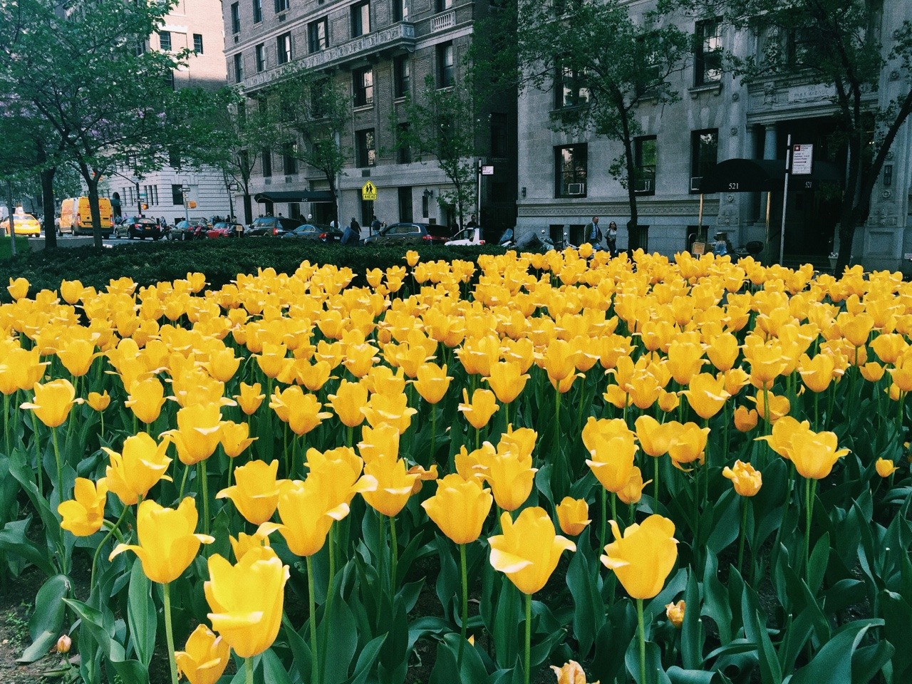 charda1k:park ave, brightening up my day