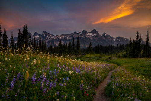 te5seract:Tatoosh Wildflowers, Mountain Splendor & Shoulders byDoug Shearer