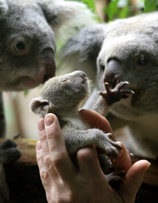 Photo of the day: This bundle of joy meets all the koalafications for cuteness
A 6-month-old female baby koala is returned to her parents on Jan. 22 after keepers at the zoo in Duisburg, Germany took her out of the enclosure for a vet check-up.
See...