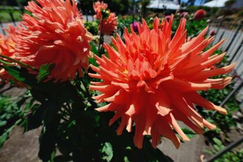 In Golden Gate Park, near the Conservatory of Flowers, is located the Dahlia Garden. I did not know 