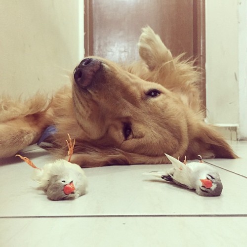 tastefullyoffensive:  Bob the golden retriever is best friends with eight birds and a hamster.(photos via @bob_goldenretriever/imgur)