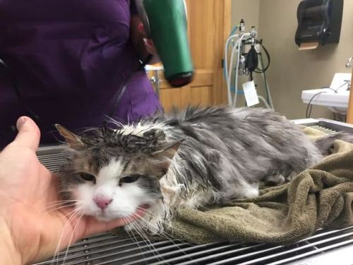 skg373:This was from my state. It’s a miracle that cat survived. Looks like shes enjoying the hair d