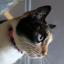 booksbumscoffeeandcats