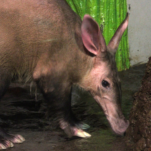 aticketplz: なんだか生々しい質感に@日本平動物園