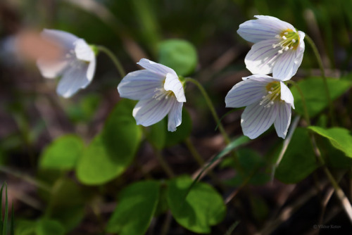 viktor-kotov:Oxalis acetosella