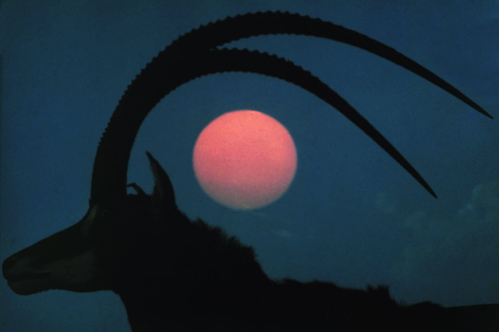 life:  A Giant Sable antelope in silhouette, with the sun setting over Africa framed