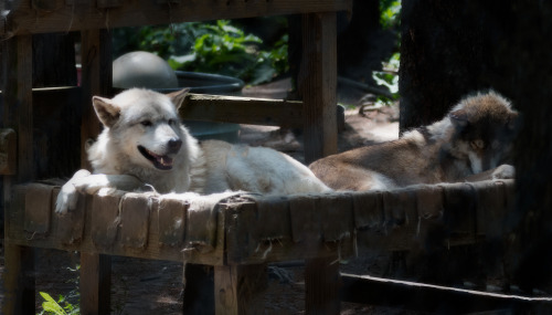 Two Wolves at Black Pine Animal Sanctuary