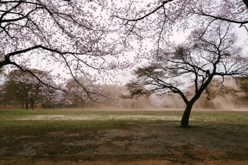 春の砂嵐2011年、代々木公園。仕事前に桜見物をしに行った代々木公園。ところが、とても風の強い日で乾燥が続いていたのか砂埃が舞っていた。細い枝なんかも折れちゃって落ちてきたくらいだ。こんな状況なのにシ