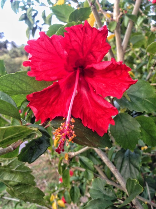 culturallywild:  Red Hibiscus flower. Copyright 2016 Troy De Chi. All rights reserved.