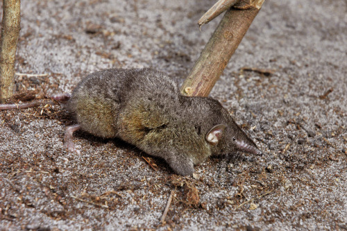 The Hero Shrew: Scutisorex somereniFrom the Field Museum in Chicago:A fully grown man from the 