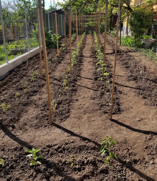 Tomato update! They all went in the ground this past Saturday (along with all the peppers - it was h